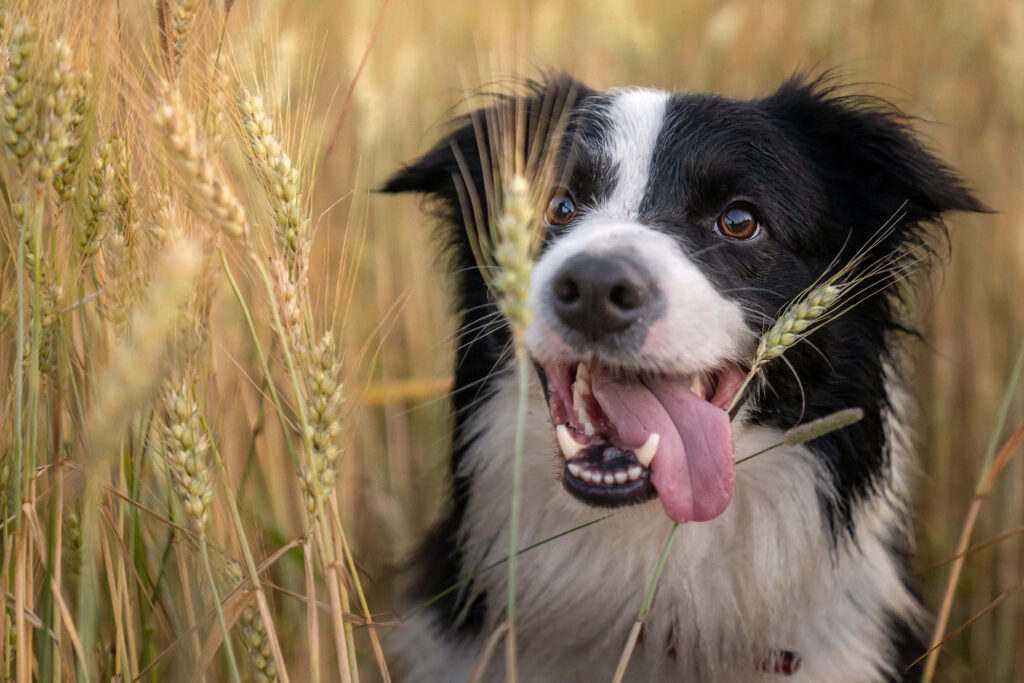 border collie w zbożu
