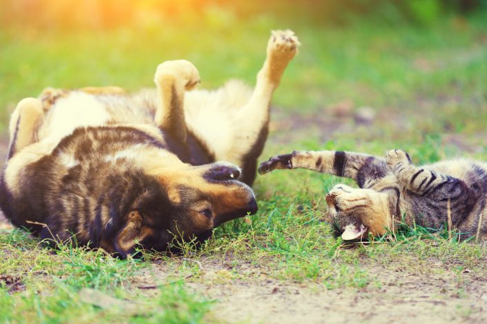 dog and cat best friends playing together outdoor. lying on the